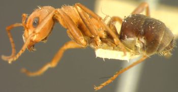Media type: image;   Entomology 8882 Aspect: habitus lateral view